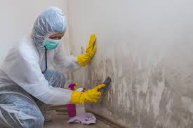 Best Commercial Mold Inspection  in Hrison, AR